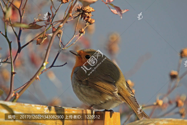 歐洲知更鳥(niǎo)（Erithacus,rubecula）
