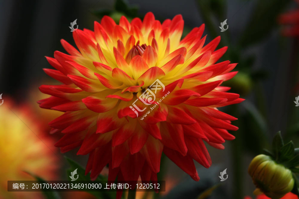 大麗花