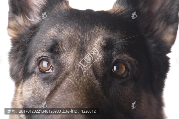 德國(guó)牧羊犬的宏-匯圖網(wǎng) www.fosd68.com 德國(guó)牧羊犬的宏