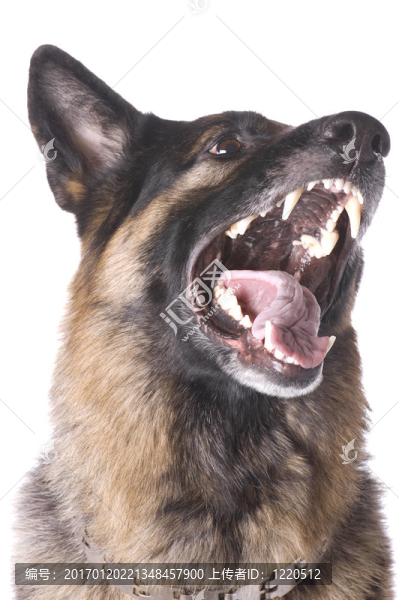 白色的德國(guó)牧羊犬-匯圖網(wǎng) www.fosd68.com 白色的德國(guó)牧羊犬