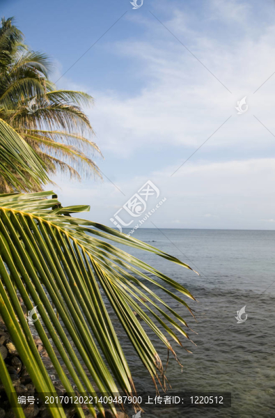加勒比海上的棕櫚樹