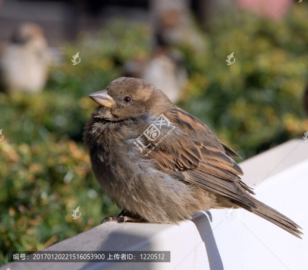 一個(gè)骯臟的麻雀坐在白色長凳