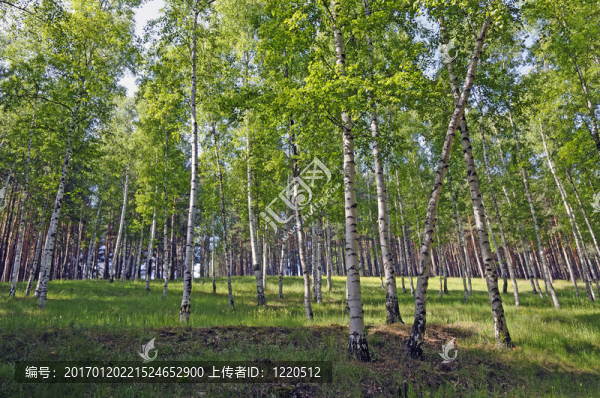 銀birchs-匯圖網(wǎng) www.fosd68.com 銀birchs