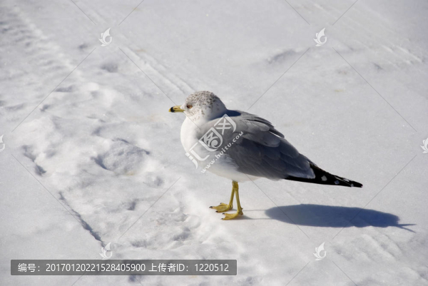 在寒冷的雪鷗