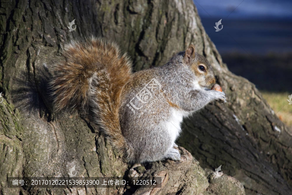 松鼠坐在樹根上檢查堅果
