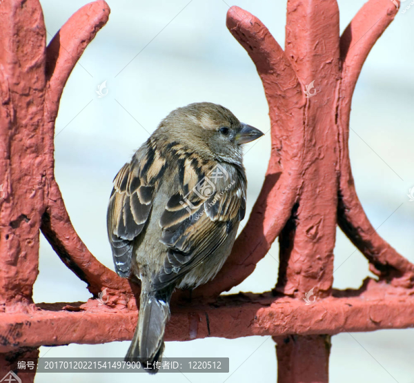麻雀落在紅籬笆上-匯圖網(wǎng) www.fosd68.com 麻雀落在紅籬笆上