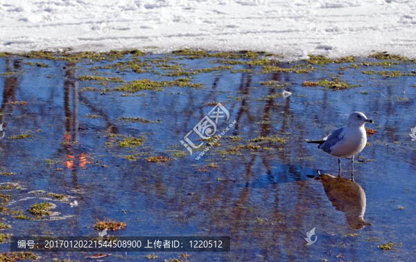 海鷗的反思