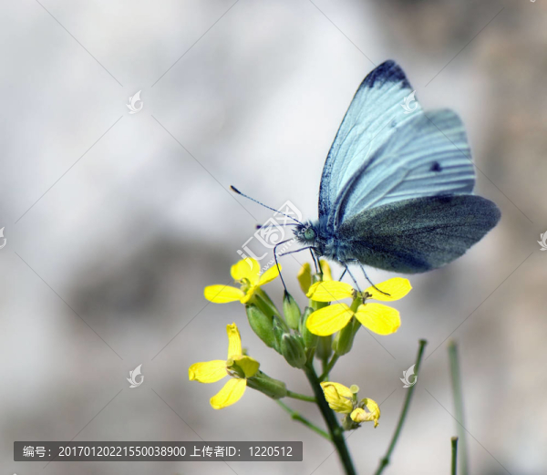 蝴蝶采集黃色花朵上的花蜜