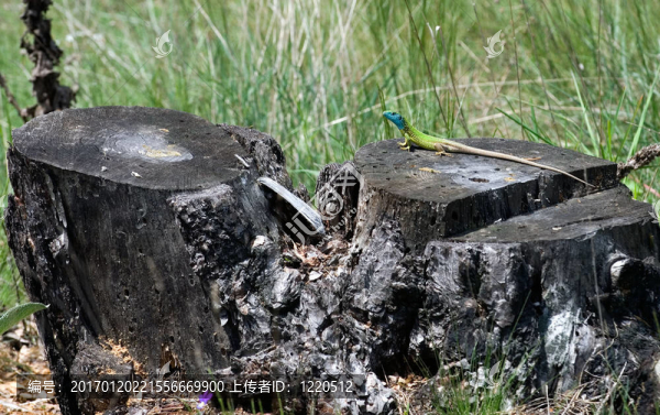 蜥蜴曬太陽(yáng)