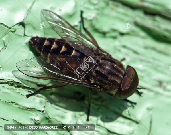 一個(gè)宏觀的飛行-匯圖網(wǎng) www.fosd68.com 一個(gè)宏觀的飛行