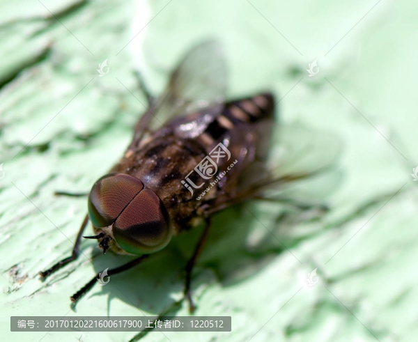 成千上萬(wàn)的眼睛飛-匯圖網(wǎng) www.fosd68.com 成千上萬(wàn)的眼睛飛