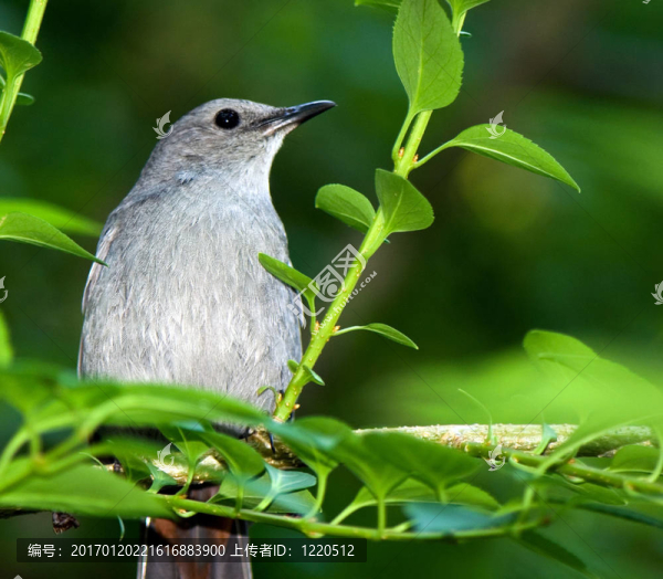 Catbird