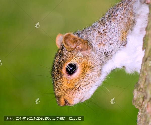 松鼠頭上樹下的畫像