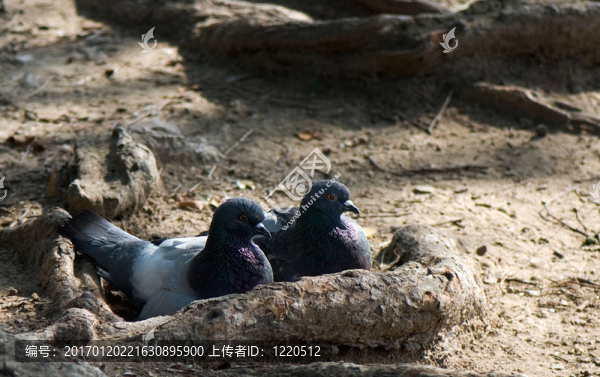 對(duì)鴿子-匯圖網(wǎng) www.fosd68.com 對(duì)鴿子