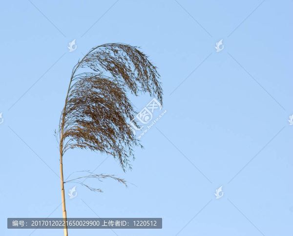 藍(lán)色的天空上的草-匯圖網(wǎng) www.fosd68.com 藍(lán)色的天空上的草