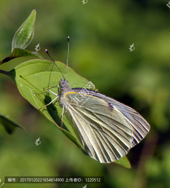 蝴蝶在樹葉上休息