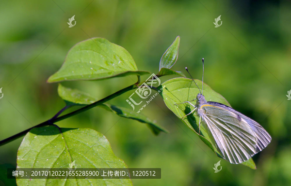 蝴蝶棲息在綠枝-匯圖網(wǎng) www.fosd68.com 蝴蝶棲息在綠枝