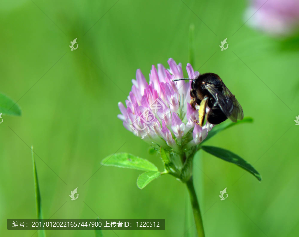 吃花蜜的蜜蜂