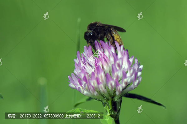 蜂花粉與腳