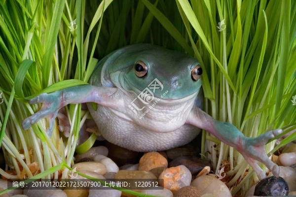 草中的白樹蛙