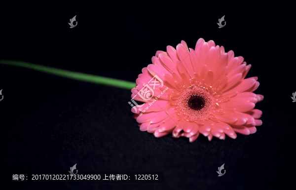 粉紅色的粉紅色的花