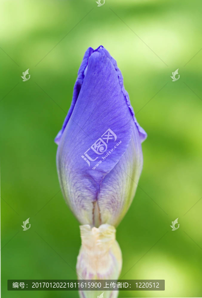 紫色的Iris,Bud