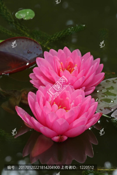 Waterlily（Nymphaea）