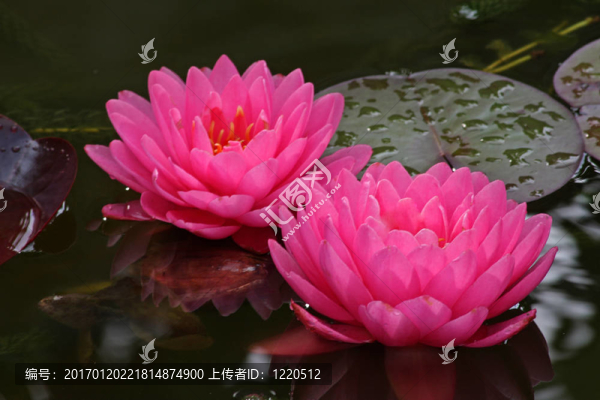 Waterlily（Nymphaea）