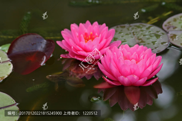 Waterlily（Nymphaea）