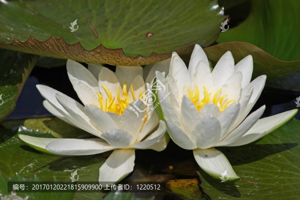 Waterlily（Nymphaea）