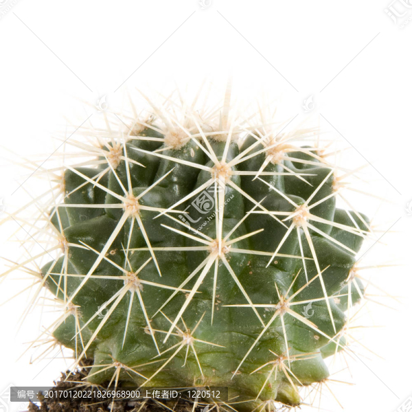 多刺的仙人掌-匯圖網(wǎng) www.fosd68.com 多刺的仙人掌