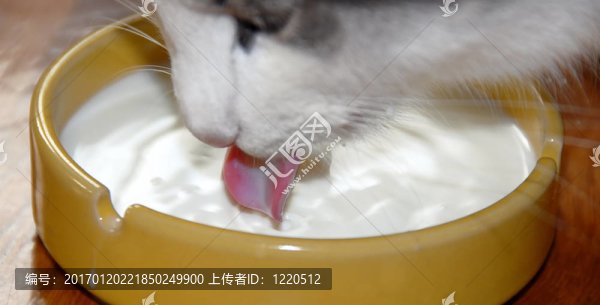 貓喝牛奶