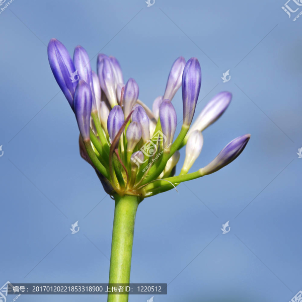 莉莉