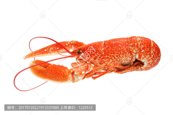 龍蝦側(cè)視圖
