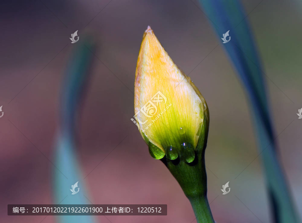 芽的郁金香