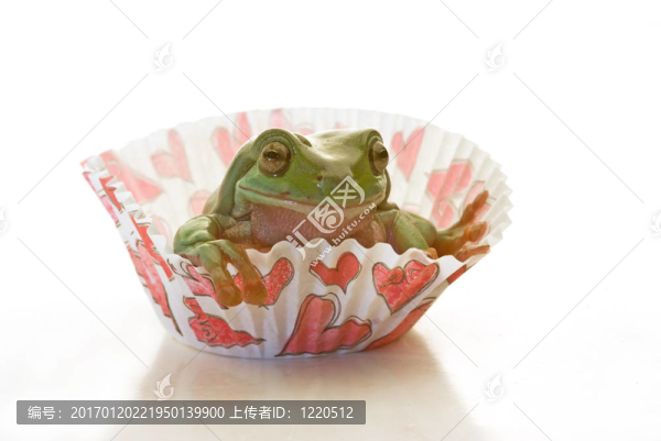 紙杯蛋糕