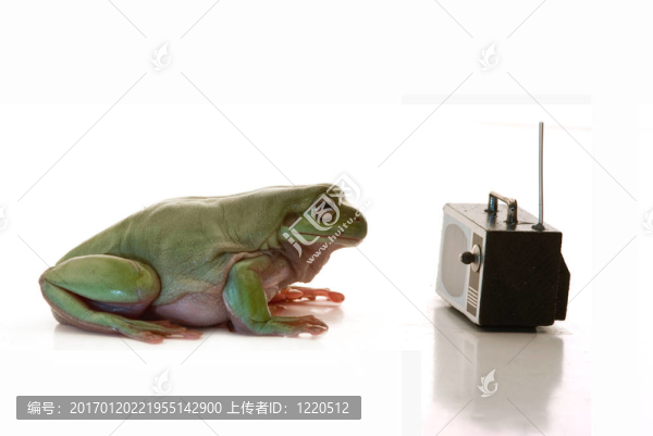 青蛙電視