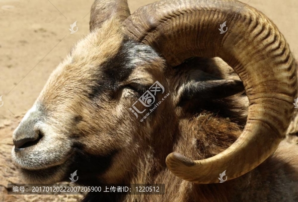 靠近大角羊