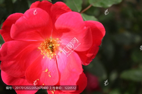 花夫人
