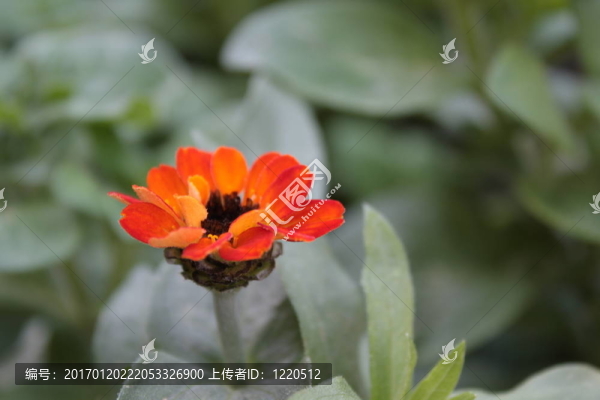 孤獨的花