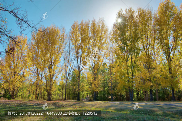 秋天或秋天的公園