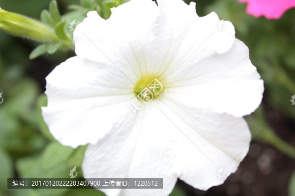 白色的花