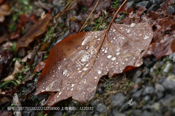 秋天的雨