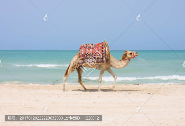在海灘上的駱駝