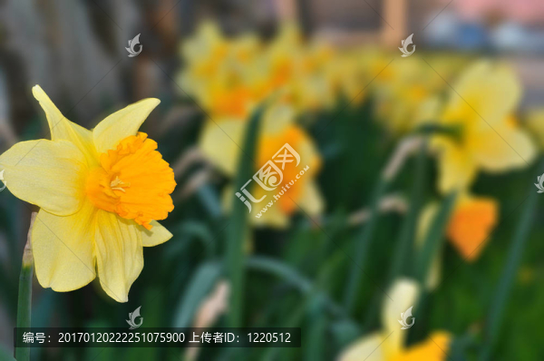 水仙花