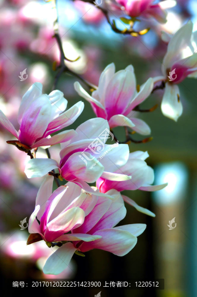 櫻花