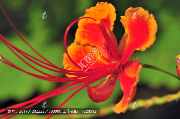 Gulmohar