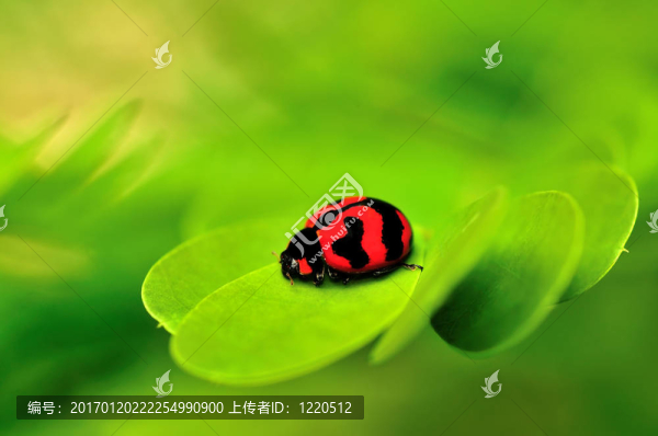 瓢蟲