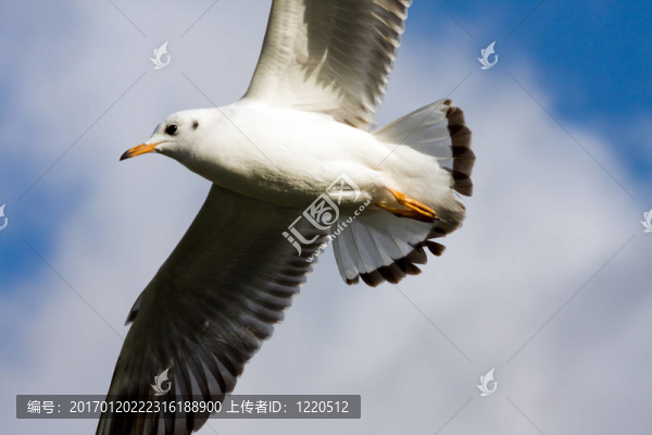 一只海鷗在天空
