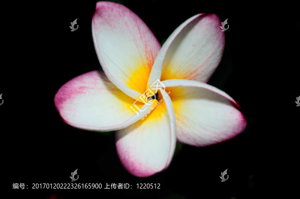 雞蛋花